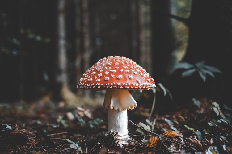 amanita-muscaria-mushroom-in-the-forest-with-trees-in-the-background