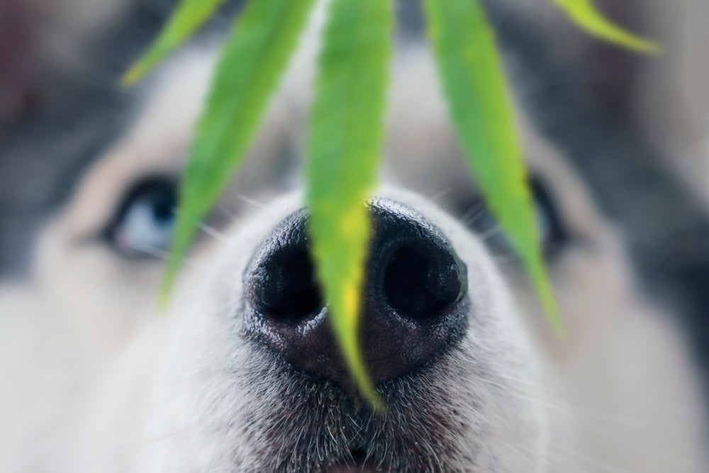Wait, can dogs have hemp?