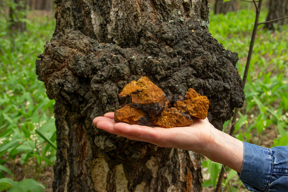 Chaga mushroom growing on a tree in a forest. There is a persons hand holding up a chaga mushroom in front of it, revealing its golden interior. 