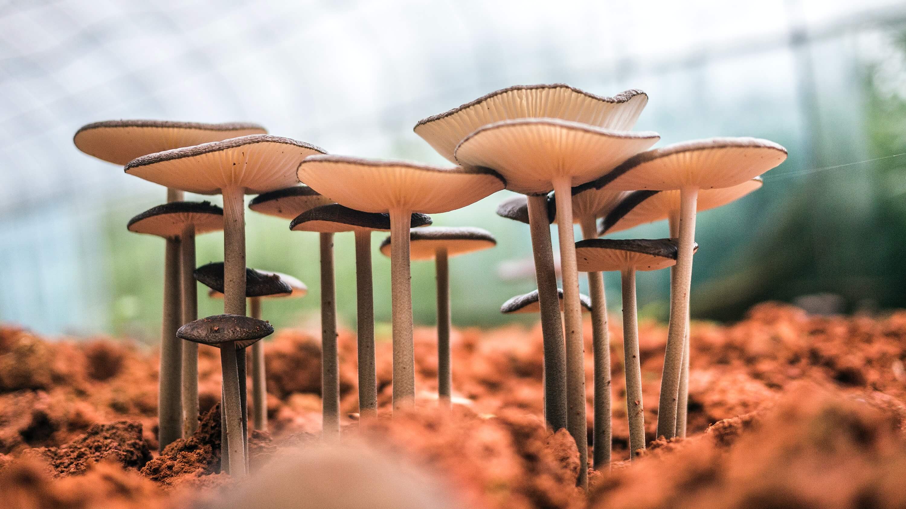 Fantastic fungi: Harnessing the magic of mycelium to create