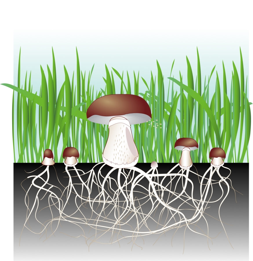Mycelium Mushroom Health Benefits - How to Grow Mycelium?