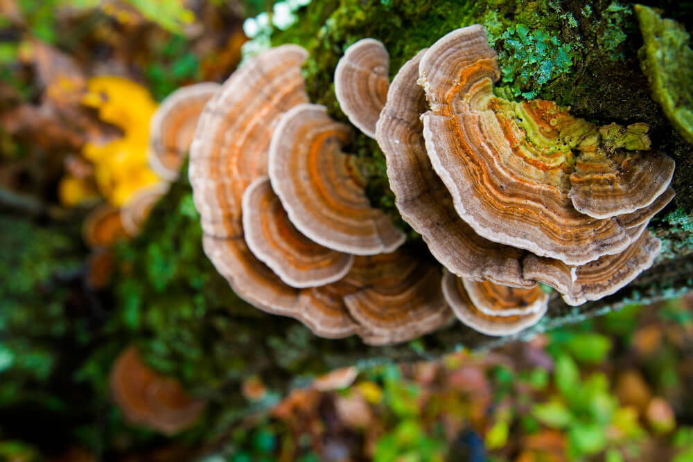 Turkey tail mushroom outlet dog lymphoma