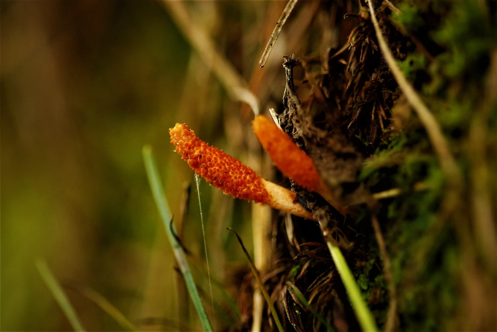 Cordyceps mushroom growing in the wild out of bugs and a mossy tree