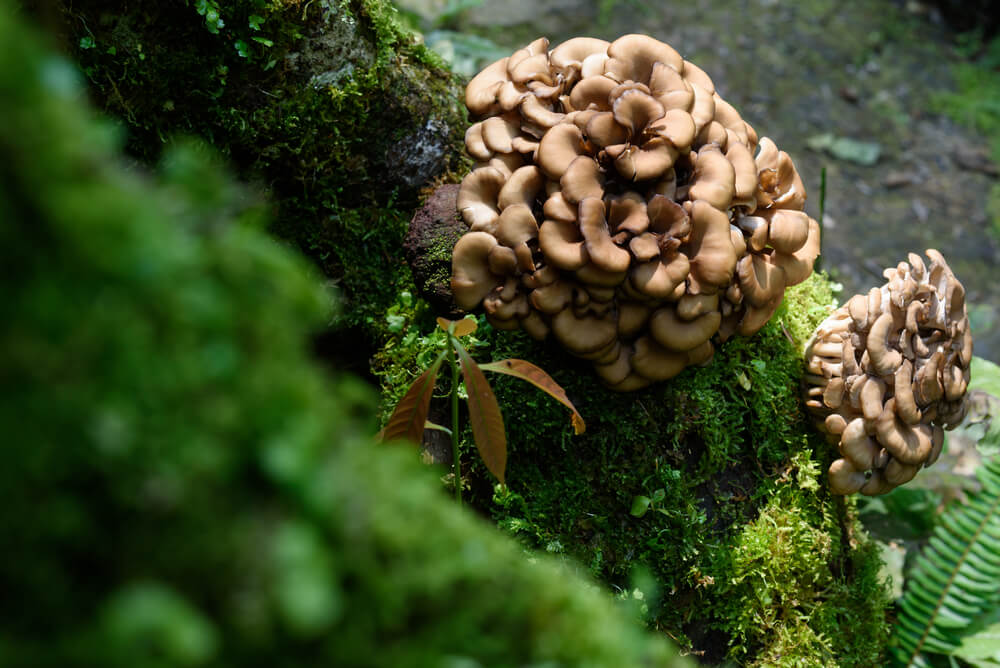 Maitake mushroom growing on a tree branch in a lush green surrounding