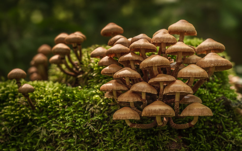 5 Surprising Mushroom Myths