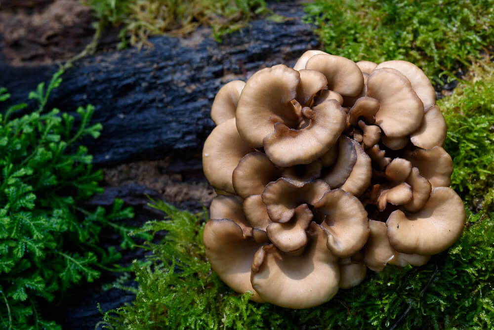 Maitake mushroom benefits