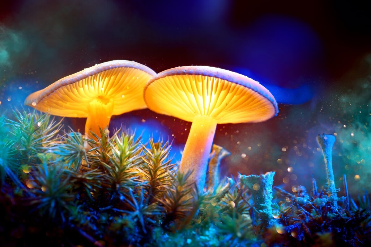 medicinal mushroom facts
