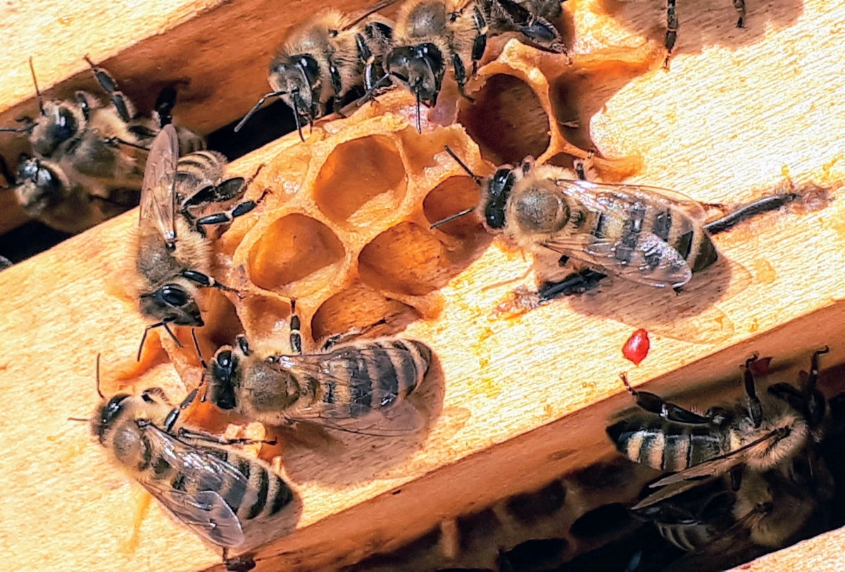 bees surrounding honeycomb on a hive