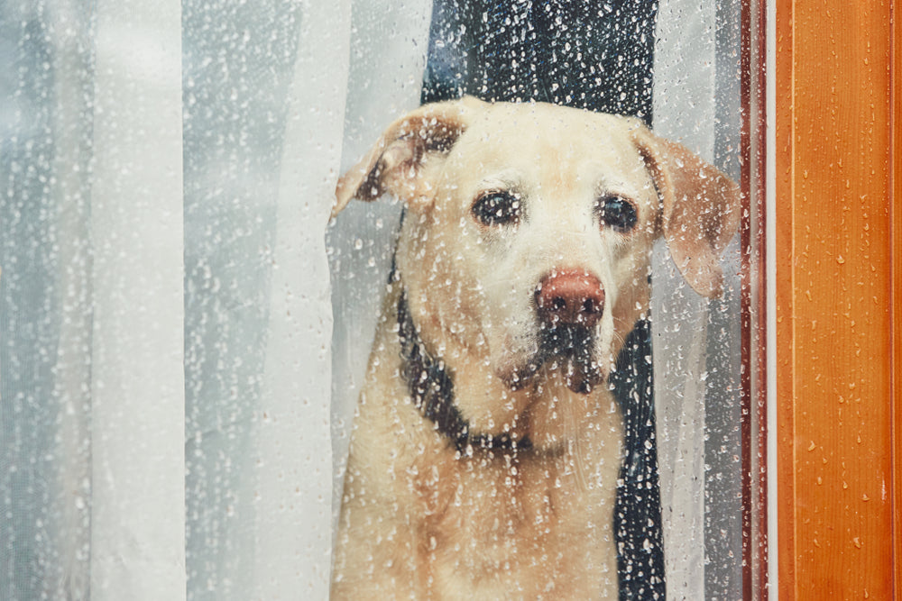 Sad dog looking out a rainy window