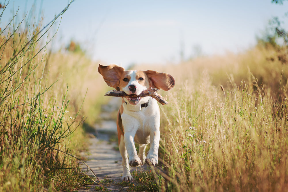 Dog running along path with stick in its mouth and ears flapping in the wind
