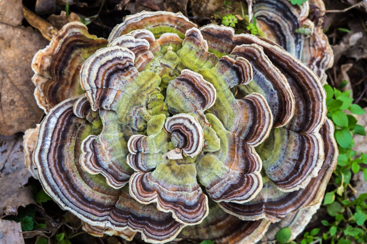 Turkey tail growing on a forrest floor with vivid earthy colours