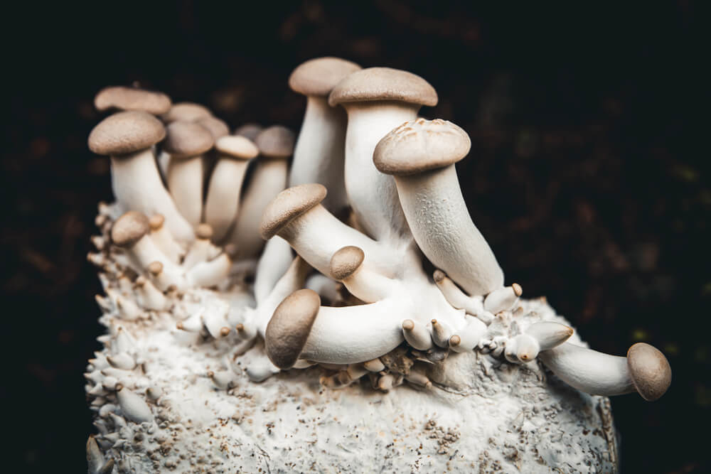 King oyster mushroom bodies growing on top of mushroom mycelium with a black backdrop