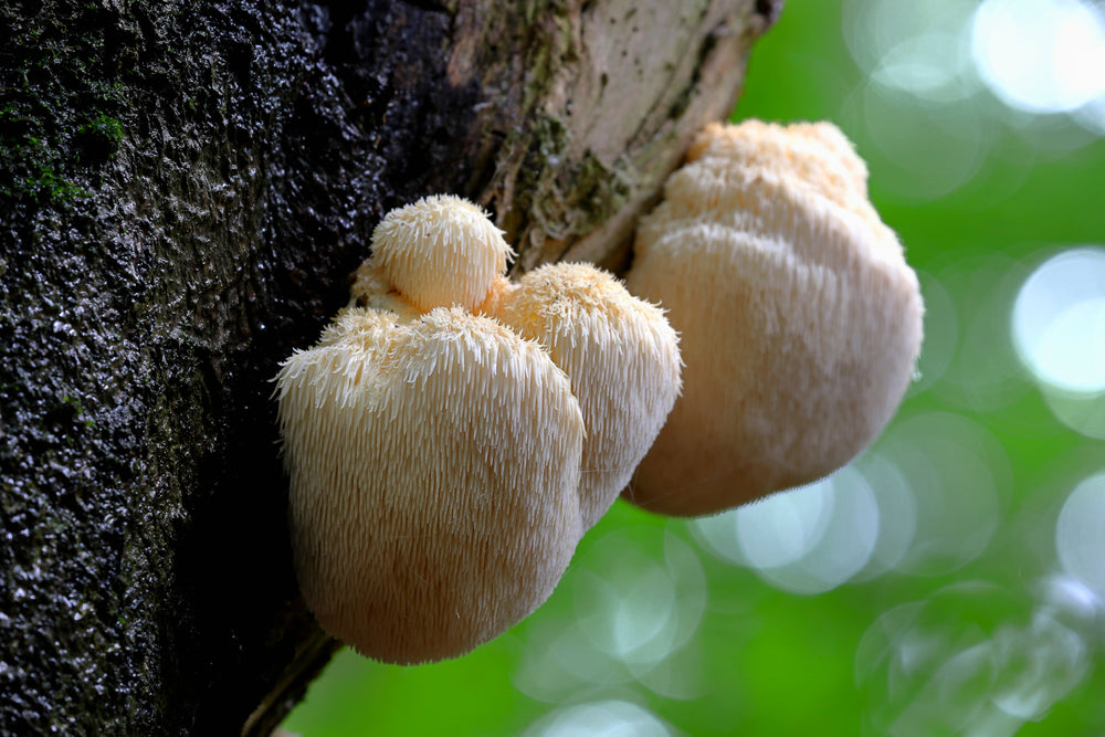 What are medicinal mushrooms?