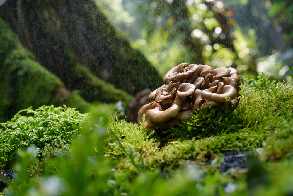What is maitake mushroom?