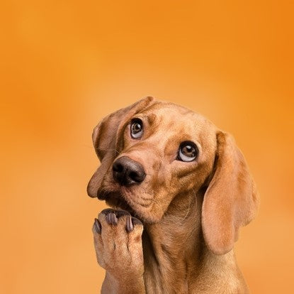 dog thinking and looking up with orange background