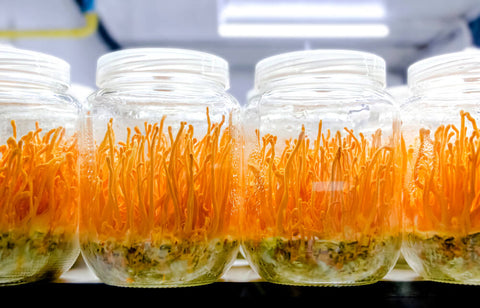 Cordyceps growing in glass jar in a laboratory