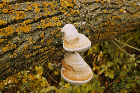 Amadou mushroom, growing out of a tree