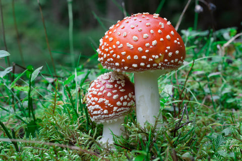 Two amanita muscaria mushrooms, in the forest