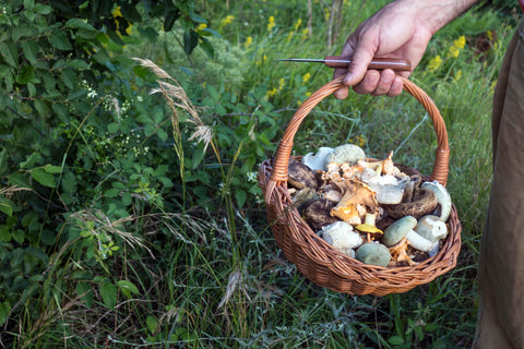 A hand holding a woven basket full of foraged mushrooms
