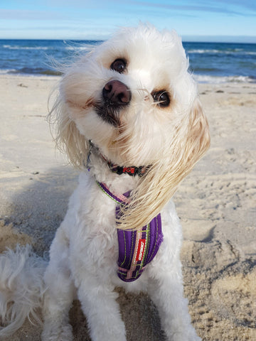 Cleo, Shane and Ash's dog sitting on the sand at the beach. She's small, white and fluffy and tilting her head to the side. 