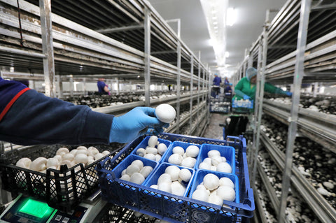 A mushroom lab growing agaricus bisporus. There's a blue crate at the front of the frame with a worker's hand holding up one of the mushrooms. In the distance, there are rows and rows of mushrooms.